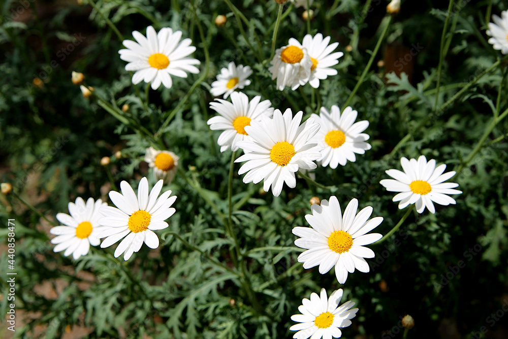 Chamomile flowers. Chamomile under the sun. Chamomile flower background. Fresh flowers of chamomiles in garden. Chamomile flowers. Chamomile under the sun. Chamomile flower background. Fresh flowers of chamomiles in garden.