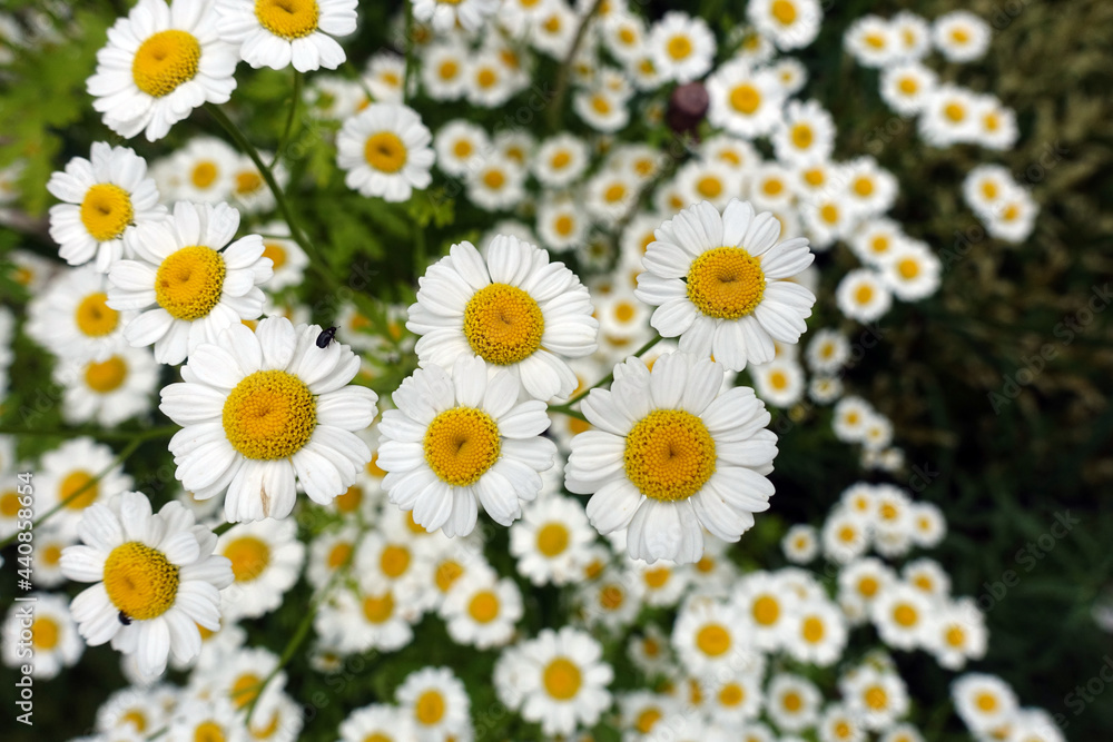 Mutterkraut (Tanacetum parthenium), Fieberkraut Mutterkraut (Tanacetum parthenium), Fieberkraut