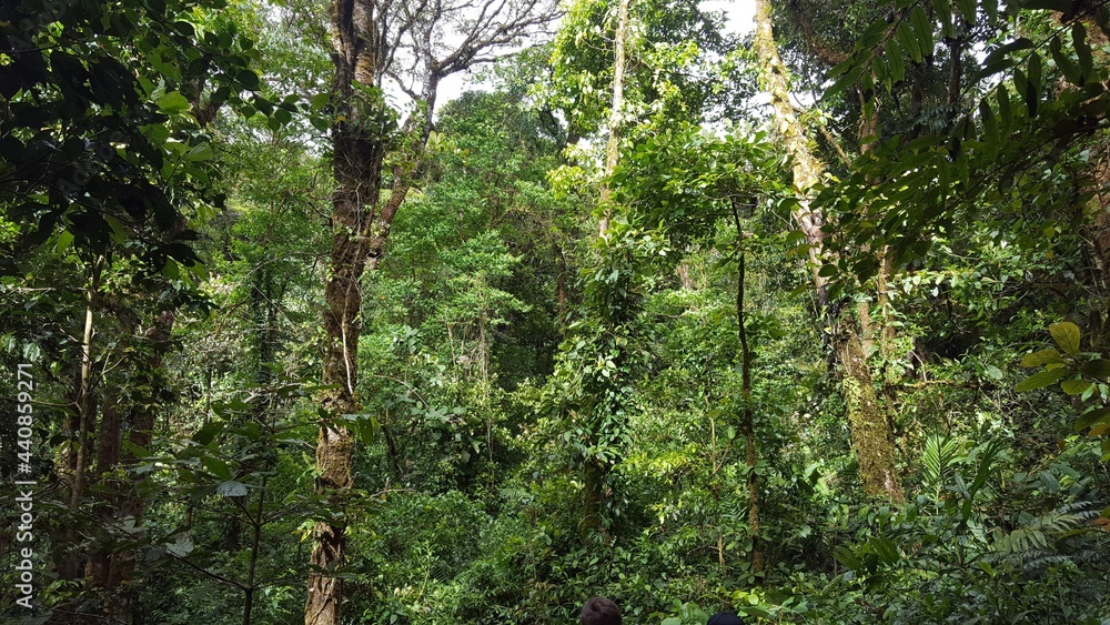 Fototapeta premium tree in the forest