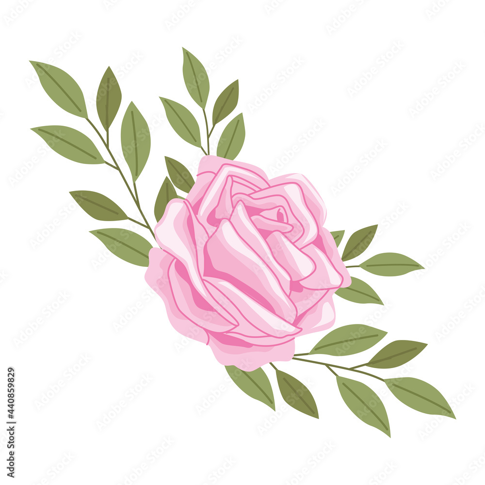 Fototapeta premium pink rose spring flower