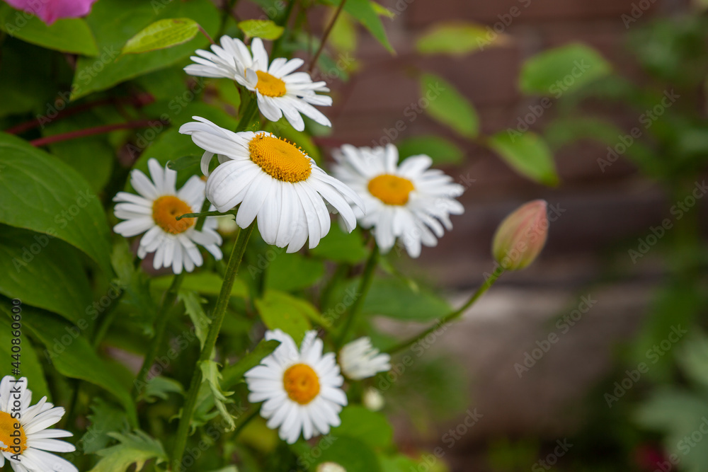 Fototapeta premium Fresh white daisies grow in the garden on green grass background