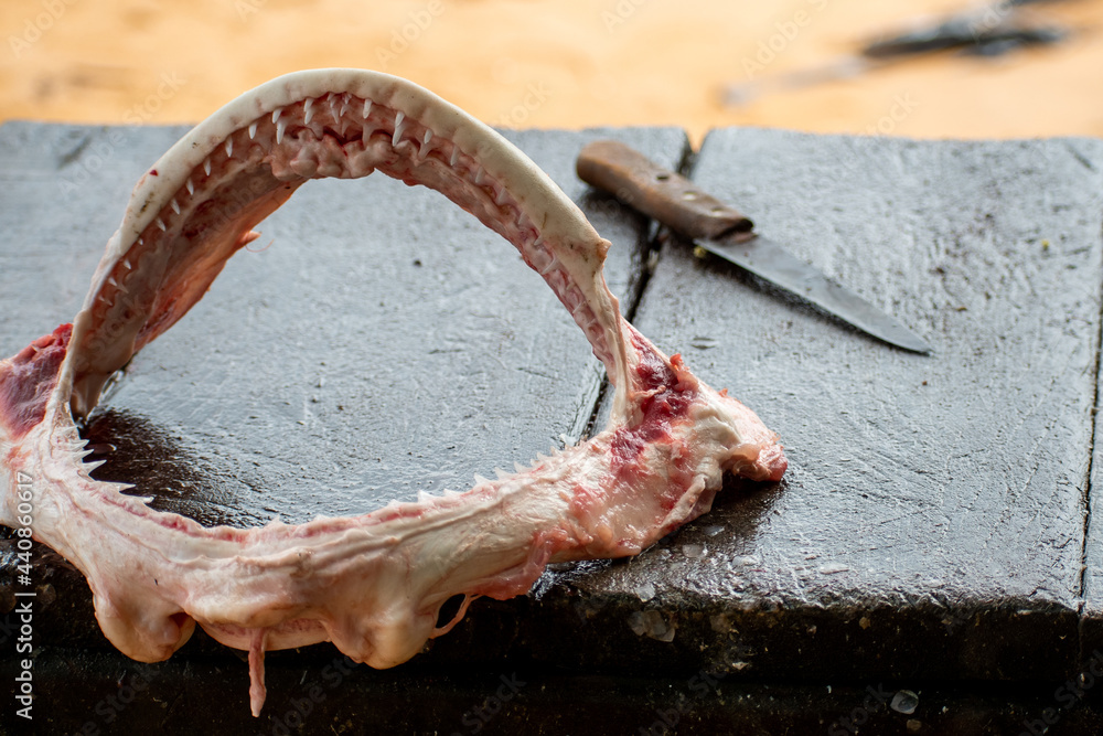 Shark jaw exposed on a table with a knife. Sharp teeth of a dead shark