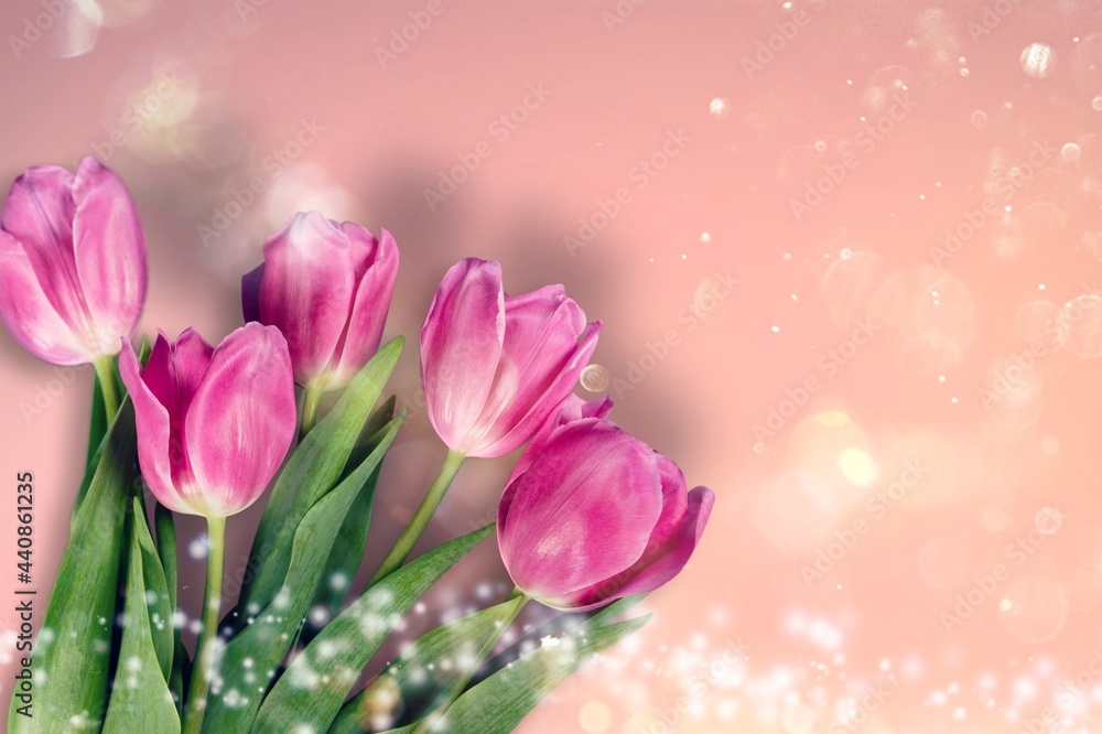 Beautiful pink tulips flowers on pastel background.