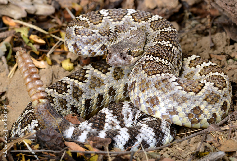 Obraz premium Southern Pacific Rattlesnake (Crotalus helleri).
