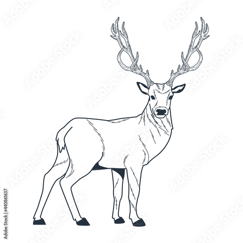 reindeer wild animal