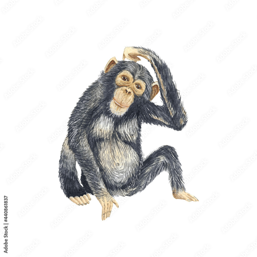 Naklejka premium Animal Illustration: Chimpanzee, watercolor, isolated.
