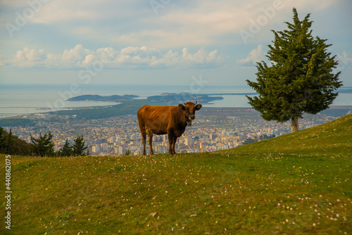 KANINE, ALBANIA: A cow stands at the ruins of the castle of Kanina, on the horizon of the city of Vlora. photo