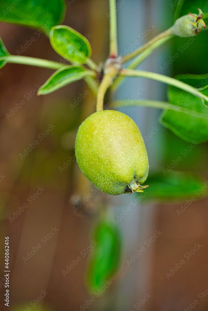 June 20, 2021 – Photo of a green, unripe apple from a Golden Delicious ...