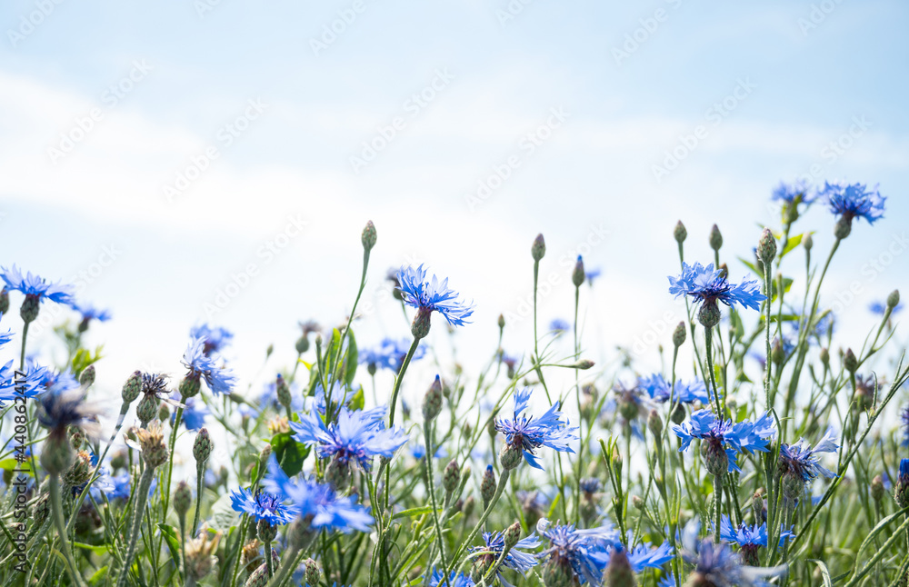 a field of blue cornflowers against a blue sky - obrazy, fototapety, plakaty 