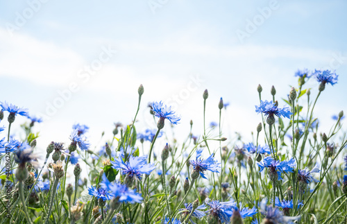 a field of blue cornflowers against a blue sky photo