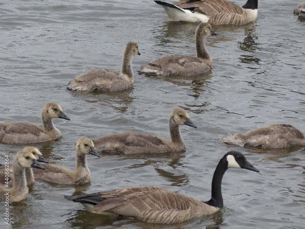 Fototapeta premium geese family