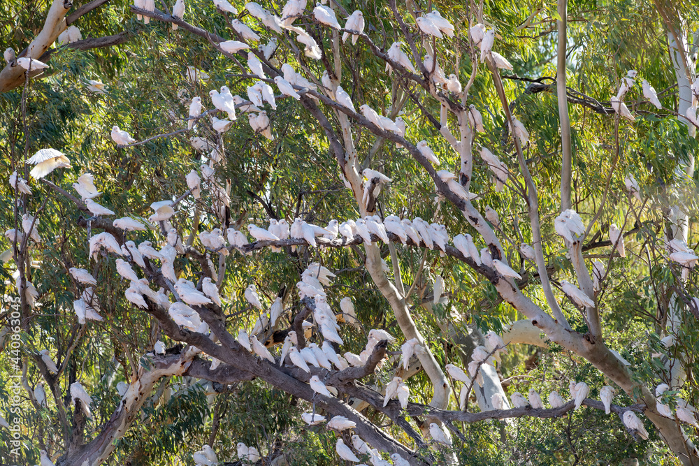 Large flock of little corellas in far Western Queensland. Large flock of little corellas in far Western Queensland.