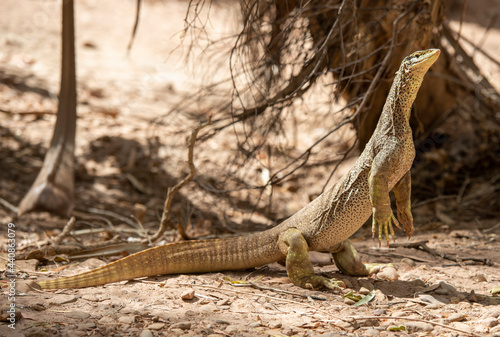 Fényképezés Sand monitor lizard in far outback Queensland, Australia.