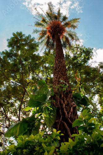 Coconout tree.