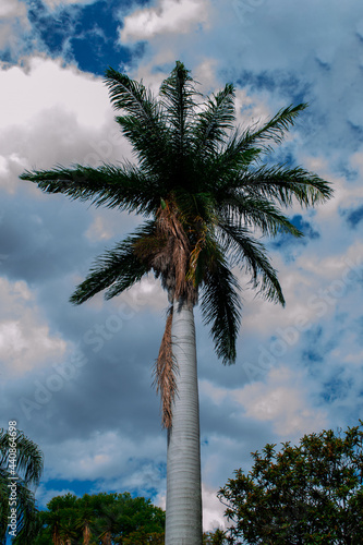 Coconout tree.