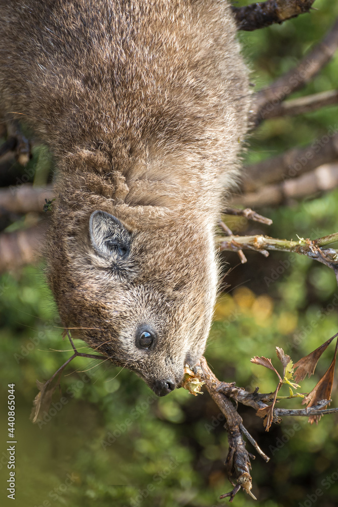 Naklejka premium Inverted Hyrax