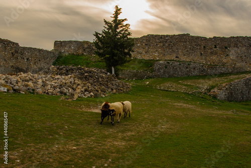 KANINE, ALBANIA: Sheep graze in the ruins of Kanine Castle. photo