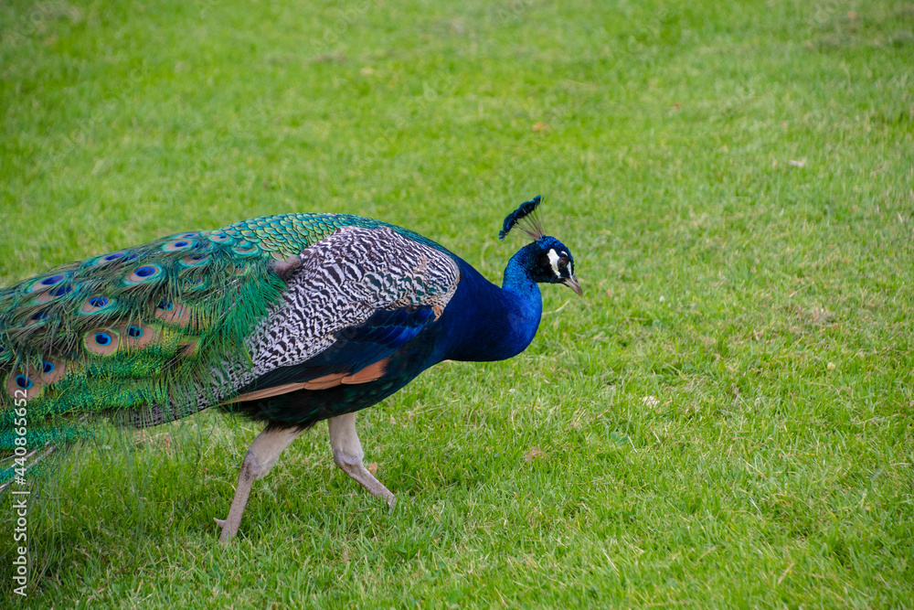 Obraz premium Gorgeous portrait of a blue peacock with silky blue feathers
