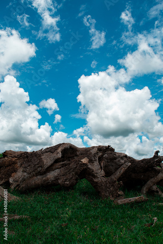 fallen old tree