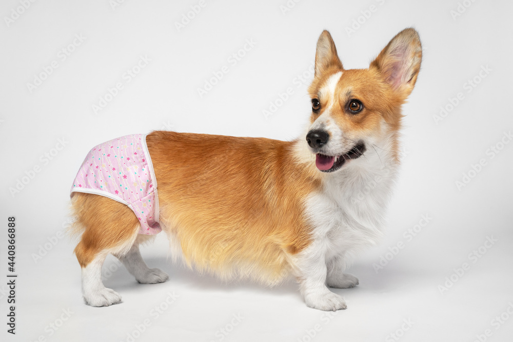 Cute Welsh corgi Pembroke or cardigan in baby underpants to restrict and protect dog during estrus, side view, gray background. Pet healthcare. Control of animal breeding.