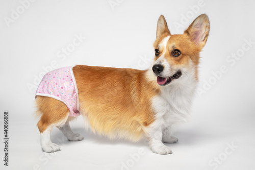 Cute Welsh corgi Pembroke or cardigan in baby underpants to restrict and protect dog during estrus  side view  gray background. Pet healthcare. Control of animal breeding.