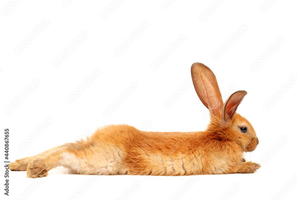 Obraz premium orange rabbit on white background