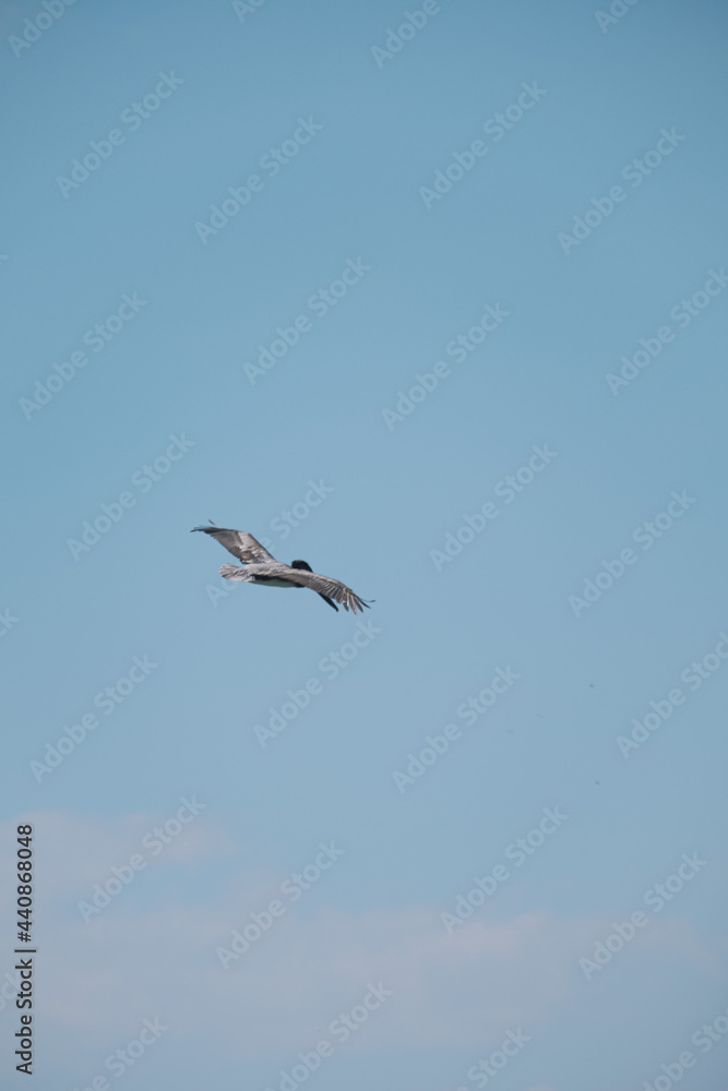 Pélican sur la plage Parc National