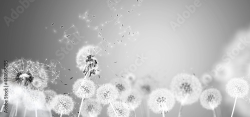 Landscape view of a meadow with white dandelions