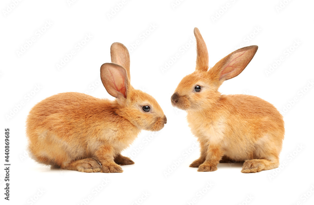 Obraz premium rabbits isolated on white background 