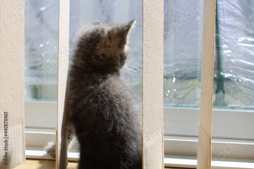 a kitty cat looking at outside by the window