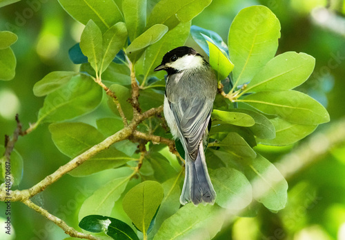 Black-capped Chickadee