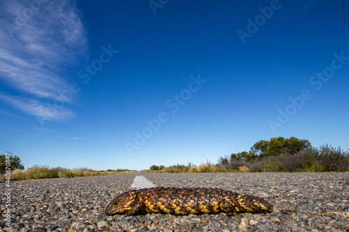 Shingle-back Lizard basking on an Australian warm country road photo