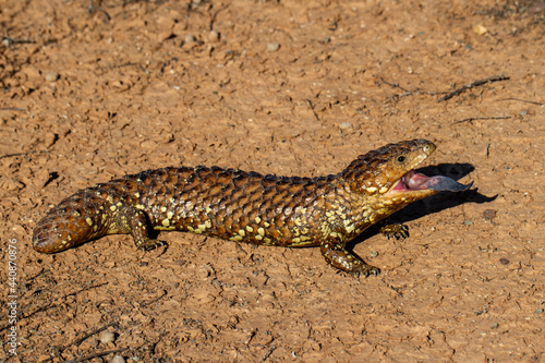 Shingle-back Lizard with mouth open