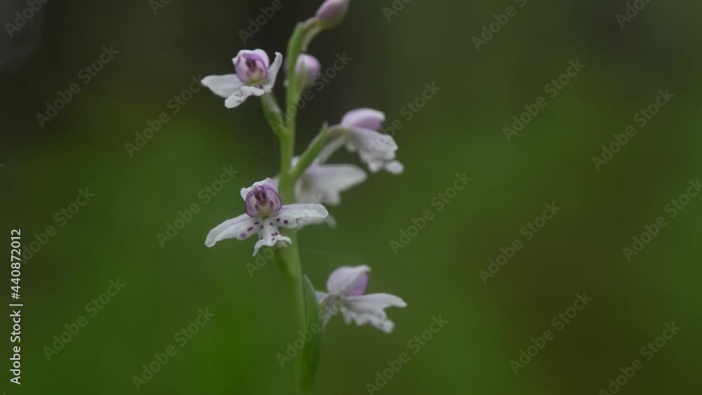 Small Round Leaved Orchid wildflower with purple spots on white petals.
Small Round Leaved Orchid wildflower with purple spots on white petals.