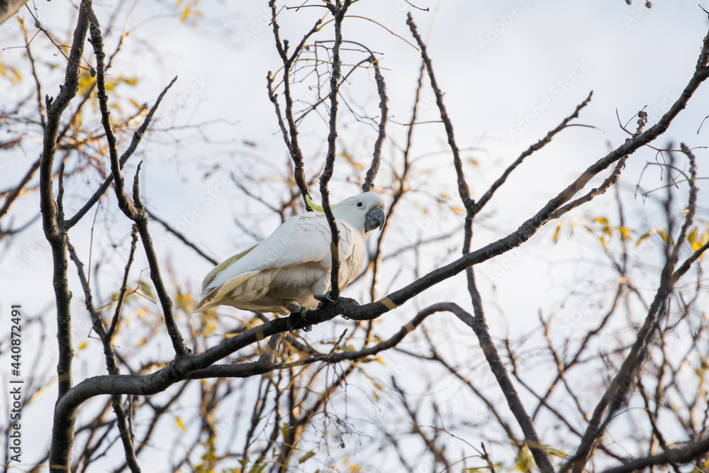 Bird in a tree