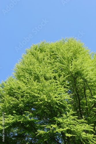 新緑のカツラの大木 青空背景 © naname21