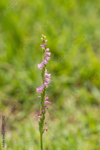 close up of a spiranthes sinensis flower
 photo