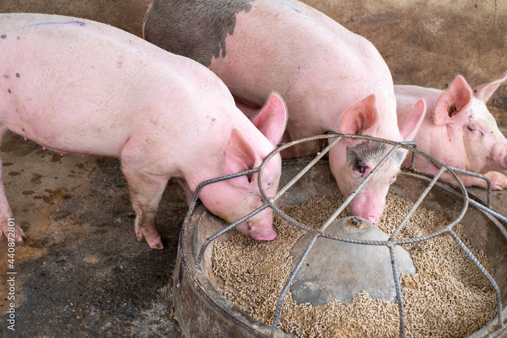 Pig farm in swine business in tidy and clean indoor housing farm, with pig mother feeding piglet Pig farm in swine business in tidy and clean indoor housing farm, with pig mother feeding piglet