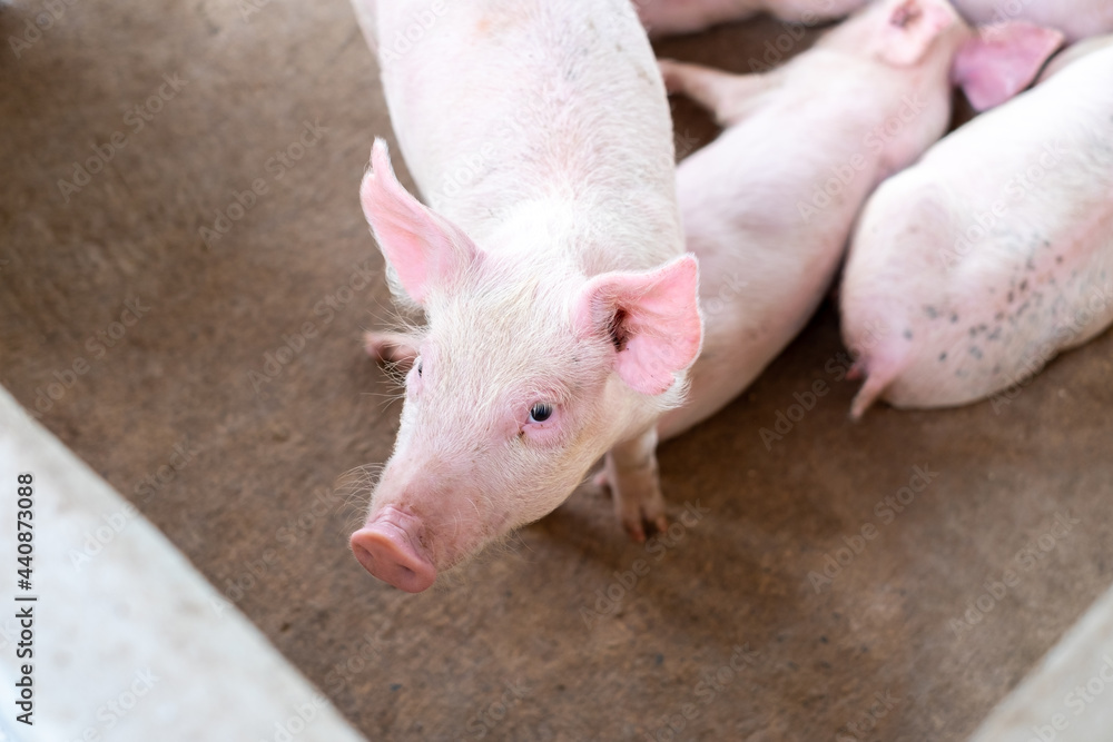 Pig farm in swine business in tidy and clean indoor housing farm, with pig mother feeding piglet Pig farm in swine business in tidy and clean indoor housing farm, with pig mother feeding piglet