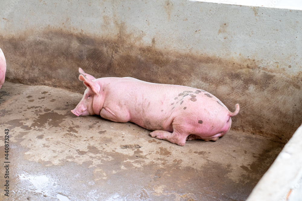 Pig farm in swine business in tidy and clean indoor housing farm, with pig mother feeding piglet Pig farm in swine business in tidy and clean indoor housing farm, with pig mother feeding piglet