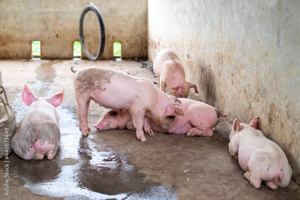 Pig farm in swine business in tidy and clean indoor housing farm, with pig mother feeding piglet Pig farm in swine business in tidy and clean indoor housing farm, with pig mother feeding piglet