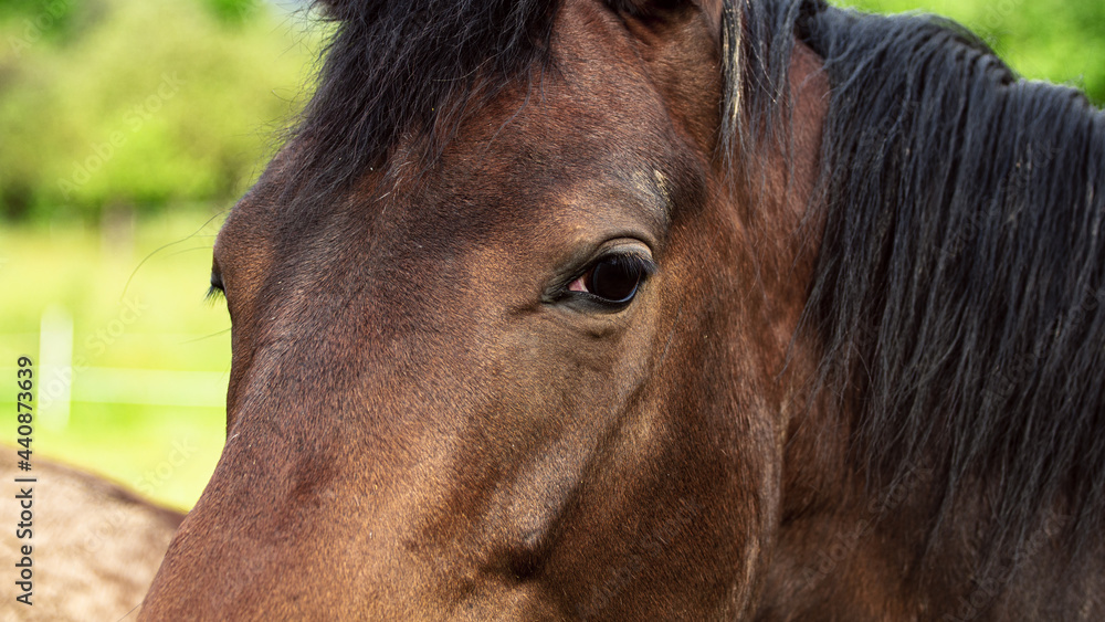 Naklejka Zbliżenie oka i sierści konia na tle zielonej trawy.