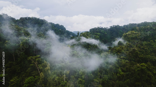 Jungle au lever du soleil