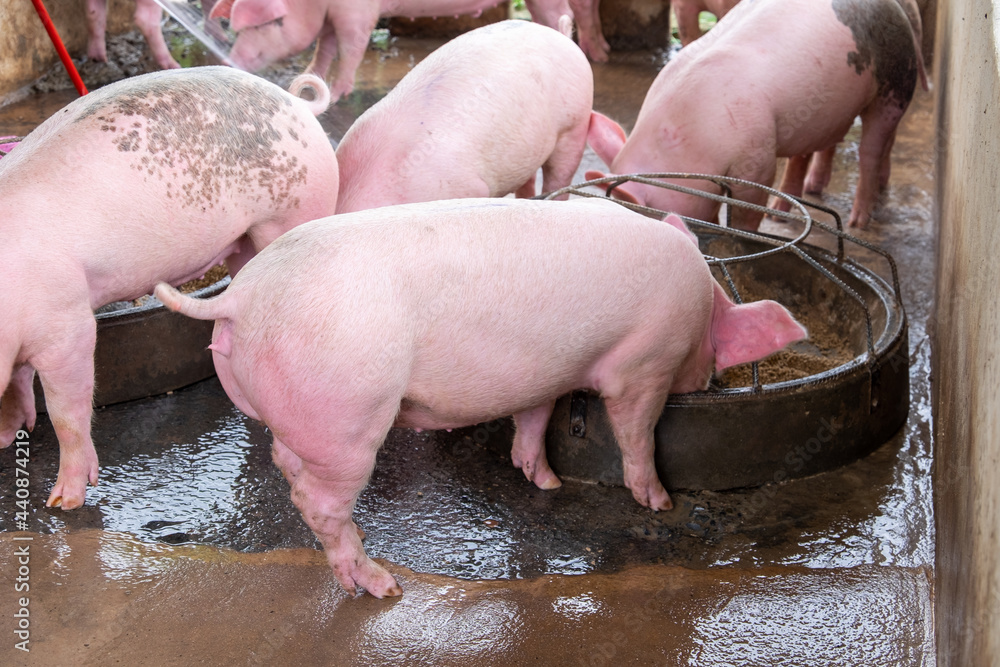 Pig farm in swine business in tidy and clean indoor housing farm, with pig mother feeding piglet Pig farm in swine business in tidy and clean indoor housing farm, with pig mother feeding piglet