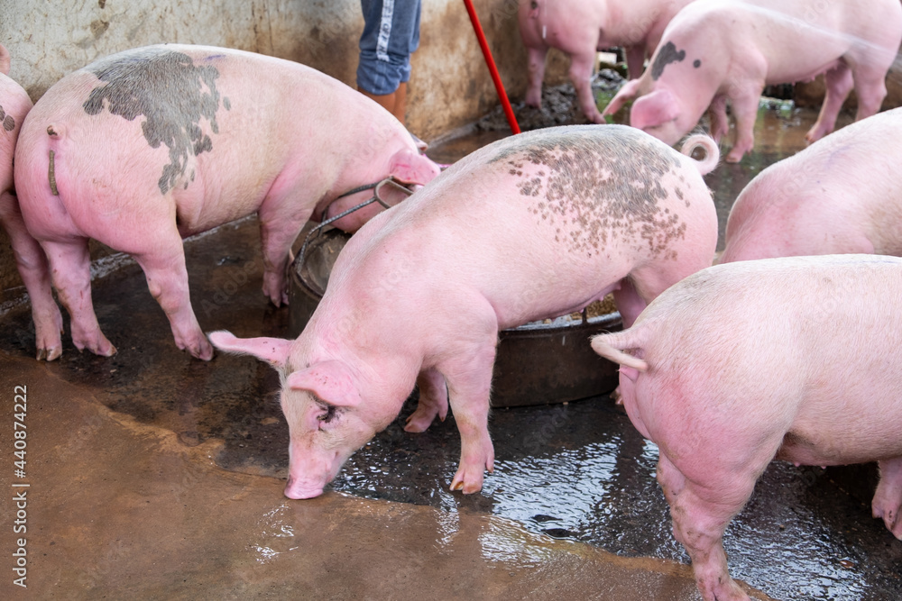 Pig Farm In Swine Business In Tidy And Clean Indoor Housing Farm With pig-farm-in-swine-business-in-tidy-and-clean-indoor-housing-farm-with
