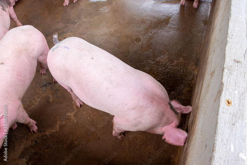 Pig farm in swine business in tidy and clean indoor housing farm, with pig mother feeding piglet Pig farm in swine business in tidy and clean indoor housing farm, with pig mother feeding piglet