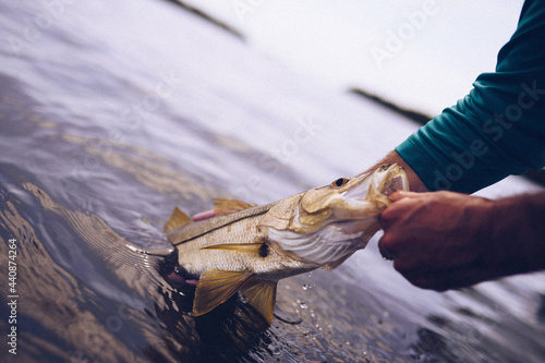 Konstfotografi Snook fish being pulled out of the water