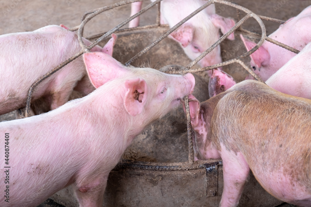 Pig Farm In Swine Business In Tidy And Clean Indoor Housing Farm With pig-farm-in-swine-business-in-tidy-and-clean-indoor-housing-farm-with