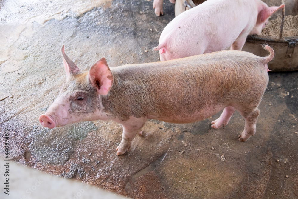 Pig farm in swine business in tidy and clean indoor housing farm, with pig mother feeding piglet Pig farm in swine business in tidy and clean indoor housing farm, with pig mother feeding piglet