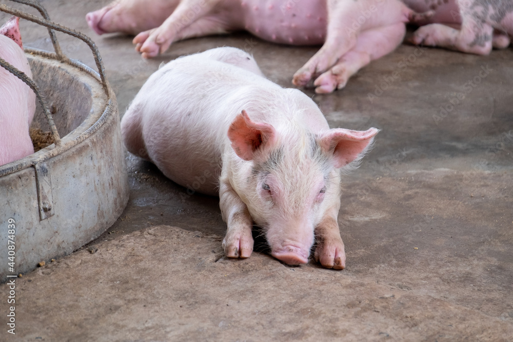 Pig farm in swine business in tidy and clean indoor housing farm, with pig mother feeding piglet Pig farm in swine business in tidy and clean indoor housing farm, with pig mother feeding piglet